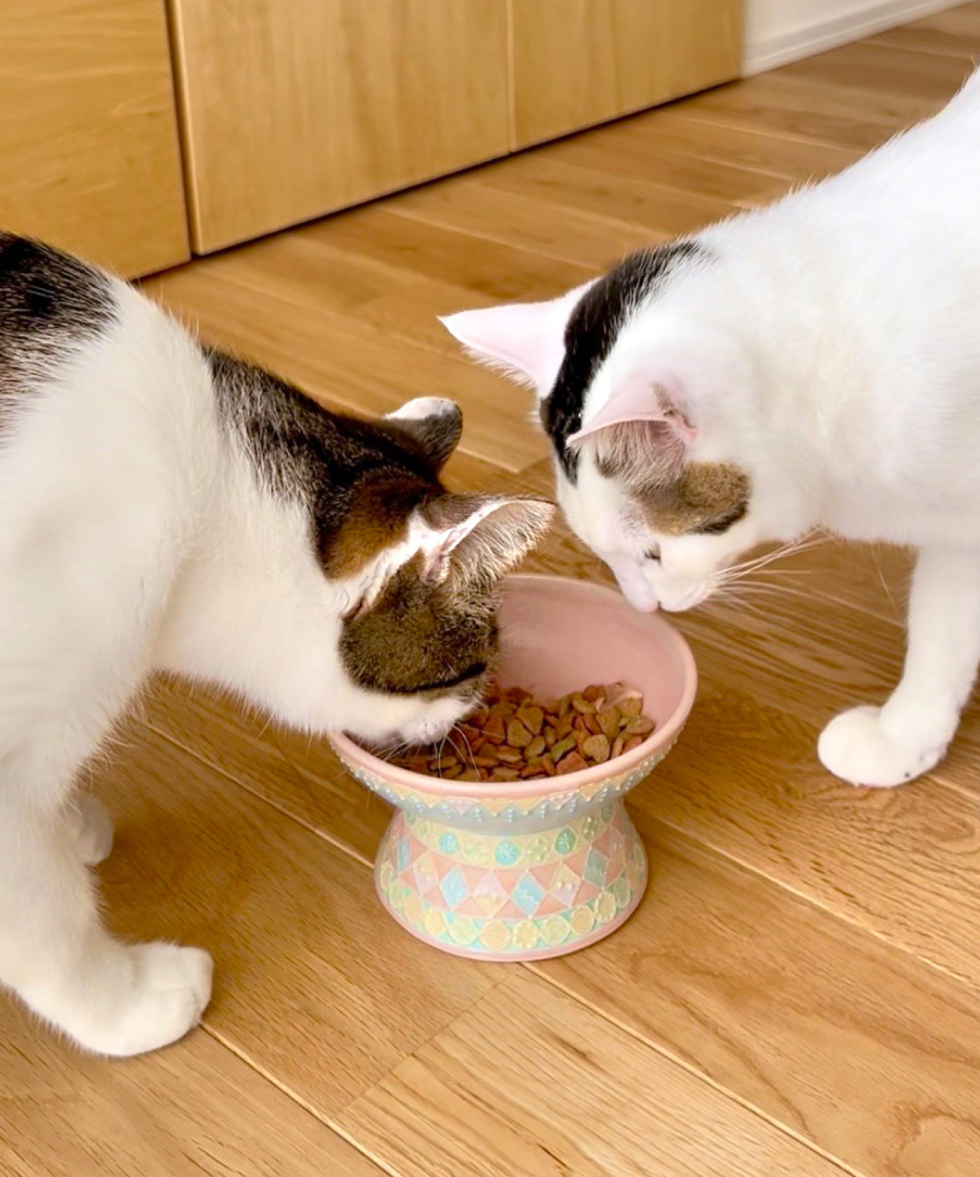 たち吉のねこ日和_中村かりん（なかむらかりん）の商品一覧 | 京都 皿