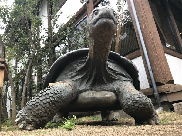 楽天市場】FRPアニマルオブジェ ガラパゴスの陸亀 Galapagos Tortoise