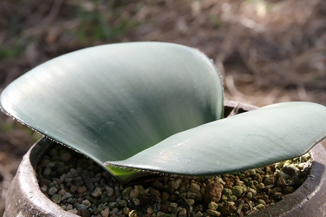 ハエマンサスの育て方｜多肉植物研究家が「コッキネウス