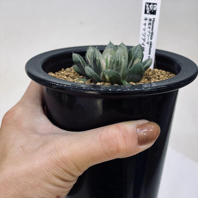 多肉植物：ハオルチア オブツーサ キャッツアイ錦*幅5cm 現品！一品