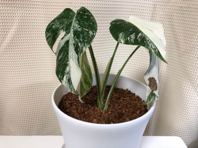 斑入りボルシギアナの種類。葉は小さめで節間が長いのが特徴 | 斑入り